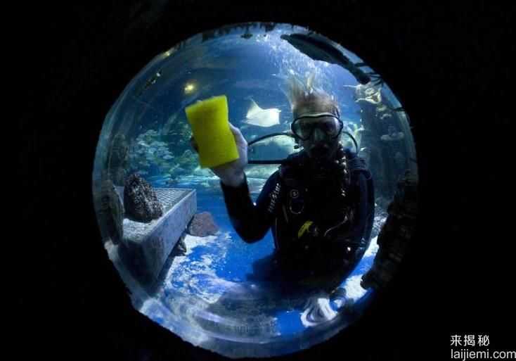 伦敦水族馆，清洁水箱章鱼还抢刷子934 / 作者:UFO来啦 / 帖子ID:66392