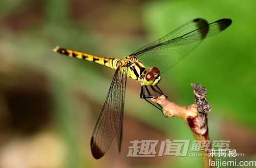蝙蝠的十大超能力-超声探测能力无与伦比33 / 作者:UFO来啦 / 帖子ID:65724