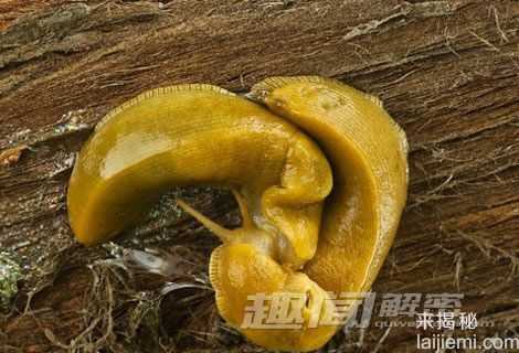 盘点：动物世界的奇葩“性风俗”0 / 作者:UFO来啦 / 帖子ID:65220