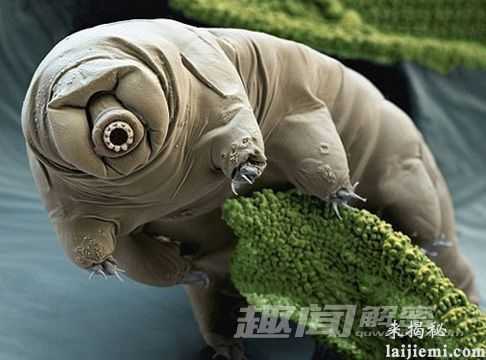 揭秘：十种具有神奇超能力的动物288 / 作者:UFO来啦 / 帖子ID:64031