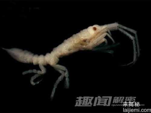 深海秘密：水下山脉现蛇星之城412 / 作者:UFO来啦 / 帖子ID:64716