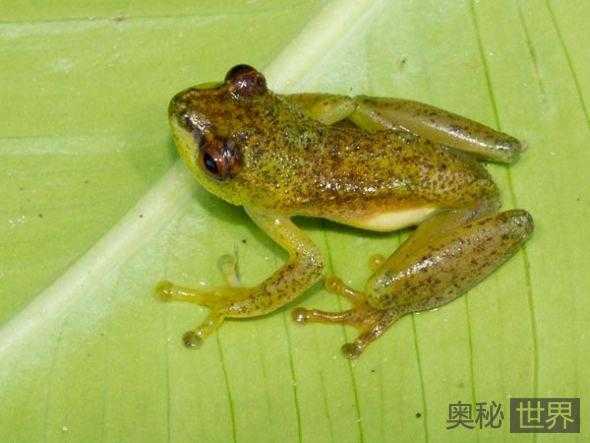 刚果金发现5种新种青蛙449 / 作者:UFO来啦 / 帖子ID:62394