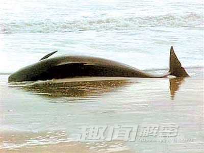 全球令人震惊的动物集体离奇死亡事件338 / 作者:UFO来啦 / 帖子ID:62202