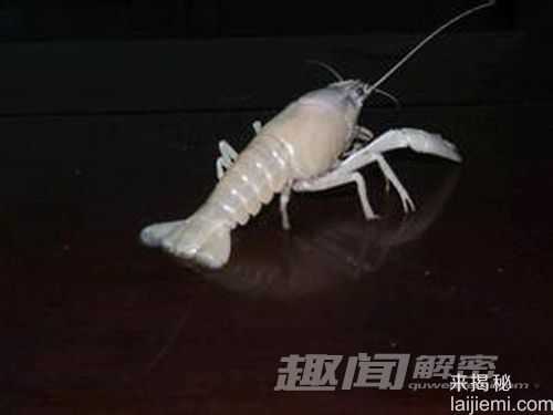 美国渔民捕获罕见白龙虾：概率仅亿分之一692 / 作者:UFO来啦 / 帖子ID:65518
