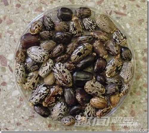 危险！盘点地球上16种致命杀手109 / 作者:UFO来啦 / 帖子ID:62476