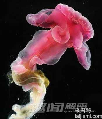 世界9大最奇异的动物：罕见的独眼鲨鱼626 / 作者:UFO来啦 / 帖子ID:61600