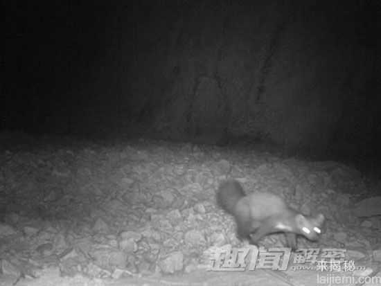 相机陷阱拍到的罕见动物606 / 作者:UFO来啦 / 帖子ID:65247