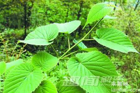 DNA条形码：为濒危植物撑起“保护伞”343 / 作者:UFO来啦 / 帖子ID:61291