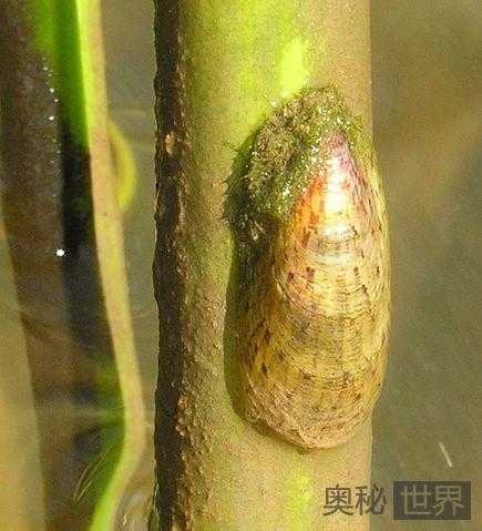 非洲正在消失的七种生物750 / 作者:UFO来啦 / 帖子ID:66128