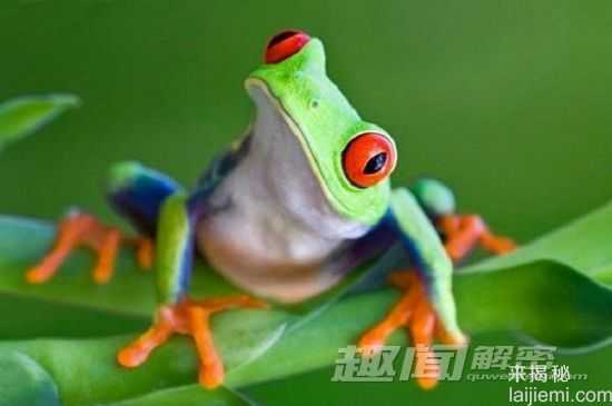盘点曾经进入太空的十种生物976 / 作者:UFO外星人爱好者 / 帖子ID:58157