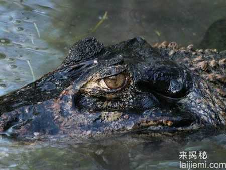 盘点：亚马逊河流中十大最可怕的动物538 / 作者:UFO来啦 / 帖子ID:65211