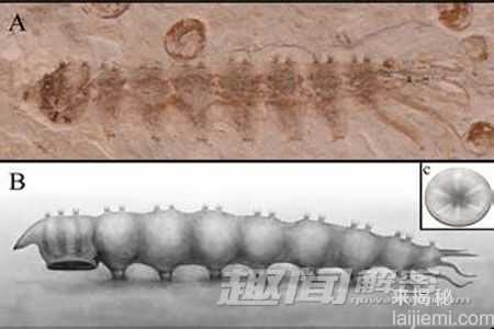 侏罗纪时期的“淡水吸血鬼”被发现!719 / 作者:UFO来啦 / 帖子ID:62151 侏罗纪时期的“淡水吸血鬼”被发现!719 / 作者:UFO来啦 / 帖子ID:62151