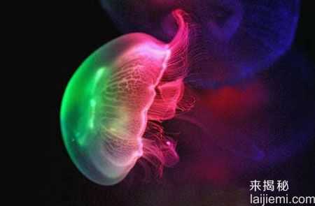 世界9大最奇异的动物：罕见的独眼鲨鱼495 / 作者:UFO来啦 / 帖子ID:61600