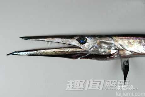 南极海域发现新生物：恐怖的巨型水螅虫998 / 作者:UFO来啦 / 帖子ID:62565