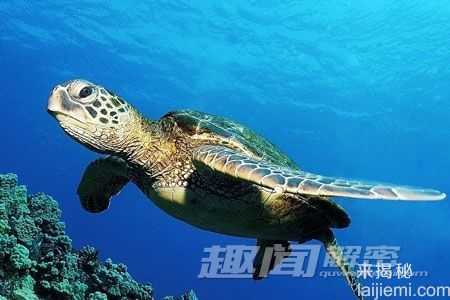 存活上亿年-揭开神秘海洋动物长寿之谜143 / 作者:UFO来啦 / 帖子ID:63514