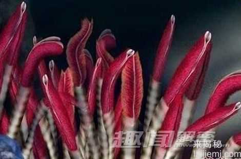 进餐礼仪：八大动植物的恐怖进食特征418 / 作者:UFO来啦 / 帖子ID:65905