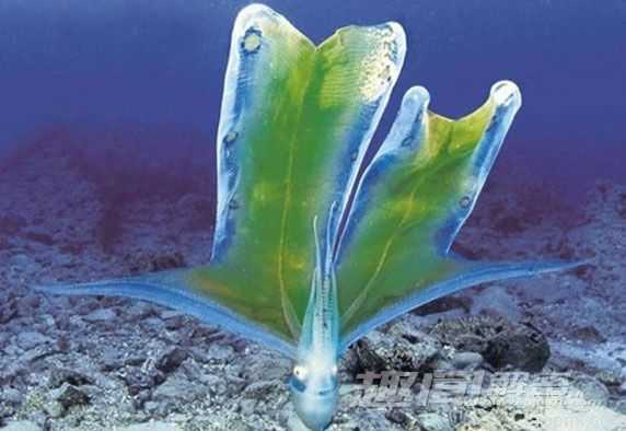 神奇！十大酷似外星生物的神奇动物139 / 作者:UFO外星人爱好者 / 帖子ID:57781