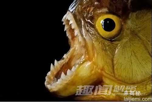 不寒而栗！揭恐怖食人鱼的神秘面纱605 / 作者:UFO来啦 / 帖子ID:61334