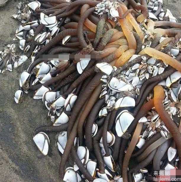 小伙河边钓到大鱼 拉起后被吓的转身逃跑426 / 作者:UFO来啦 / 帖子ID:63582