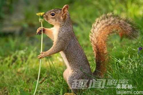 幽默搞笑：镜头下动物们的奇趣瞬间260 / 作者:UFO来啦 / 帖子ID:63684