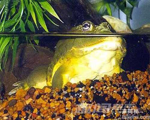 非洲巨型牛蛙 堪称地狱猎食者462 / 作者:UFO来啦 / 帖子ID:66129