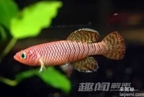 惊!鱼类竟然进化出抗癌的能力!186 / 作者:UFO来啦 / 帖子ID:63824 惊!鱼类竟然进化出抗癌的能力!186 / 作者:UFO来啦 / 帖子ID:63824