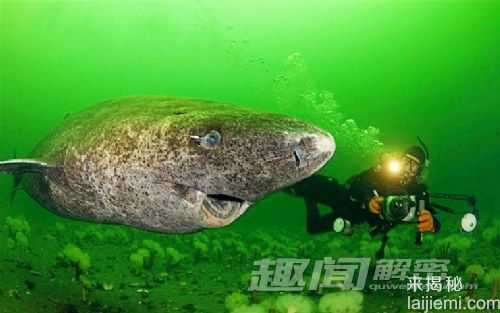 实拍近距离接触猛兽-女子全裸与白鲸嬉戏287 / 作者:UFO来啦 / 帖子ID:63574