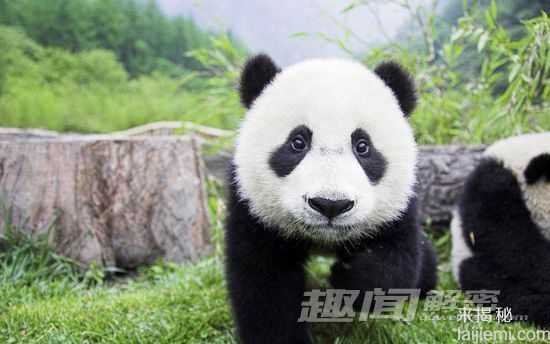 动物名字的由来：熊猫为何不叫“猫熊”？308 / 作者:UFO来啦 / 帖子ID:62423