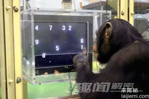 猿类智力研究：黑猩猩记忆力超人类191 / 作者:UFO来啦 / 帖子ID:64890