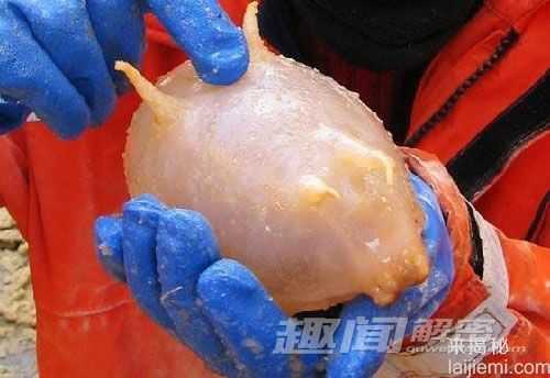 世界罕见的动物：阿根廷竟有紫色北极熊239 / 作者:UFO来啦 / 帖子ID:61690