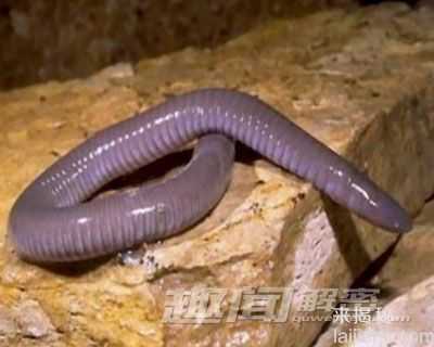 震惊！十大远古灭绝动物离奇复活!1 / 作者:UFO来啦 / 帖子ID:66099