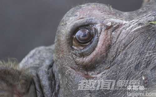 青蛙长三眼睑！盘点动物王国十大奇眼982 / 作者:UFO来啦 / 帖子ID:66118