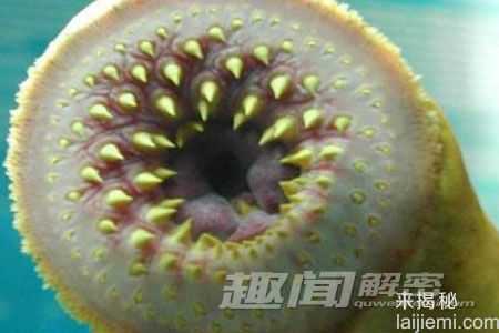 盘点：动物界的十大超级“变态杀手”165 / 作者:UFO来啦 / 帖子ID:65224