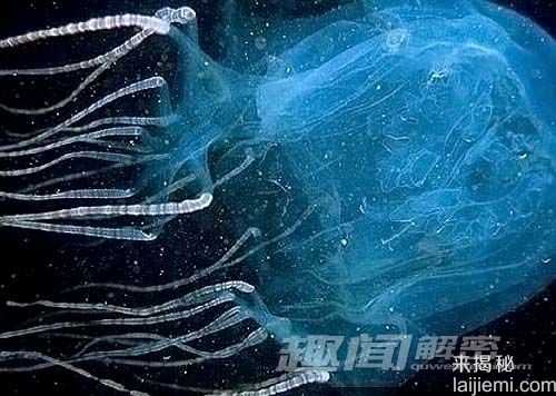 夺命杀手！自然界中十大最毒的动物311 / 作者:UFO来啦 / 帖子ID:63450