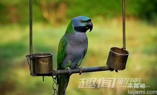 奇趣动物:揭鹦鹉学舌的秘密326 / 作者:UFO外星人爱好者 / 帖子ID:60373 奇趣动物:揭鹦鹉学舌的秘密326 / 作者:UFO外星人爱好者 / 帖子ID:60373