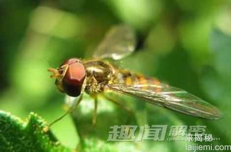 地球上六大僵尸动物：无头蛇依然致命925 / 作者:UFO来啦 / 帖子ID:63065