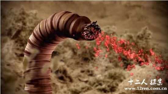 血红色蒙古死亡蠕虫，长1.5米会喷射毒液(长相如牛肠)542 / 作者:UFO来啦 / 帖子ID:65726