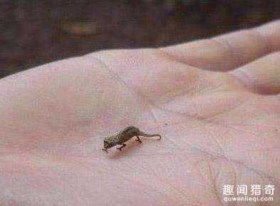 10个世界上最小的东东，见过9毫米的泰迪熊么？595 / 作者:UFO来啦 / 帖子ID:61109