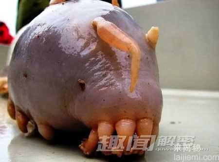 闻所未闻!全球最恐怖最罕见的动物(图)146 / 作者:UFO来啦 / 帖子ID:66017