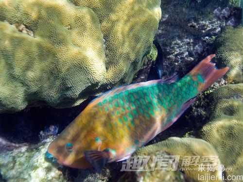 奇异！盘点世界十大色彩斑斓的海洋生物171 / 作者:UFO来啦 / 帖子ID:63453
