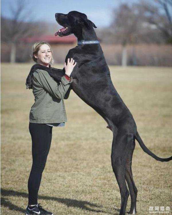 这只大丹犬身高2.1米成世界最高狗!内心却是个爱哭爱撒娇的小公举~225 / 作者:UFO爱好者 / 帖子ID:66927