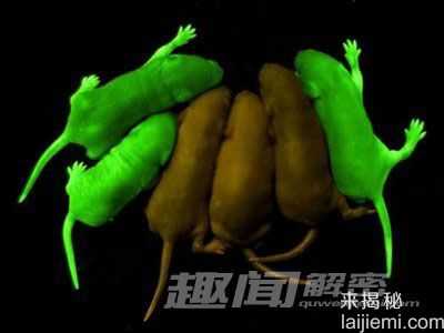 地球上的发光生物之谜 神奇的荧光蝎子530 / 作者:UFO外星人爱好者 / 帖子ID:60318
