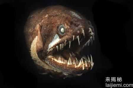 牙齿奇特的十种生物-似人齿的鱿鱼315 / 作者:UFO来啦 / 帖子ID:64823