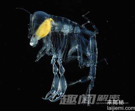 全球十大透明动物大揭密-罕见玻璃蛙769 / 作者:UFO来啦 / 帖子ID:62144