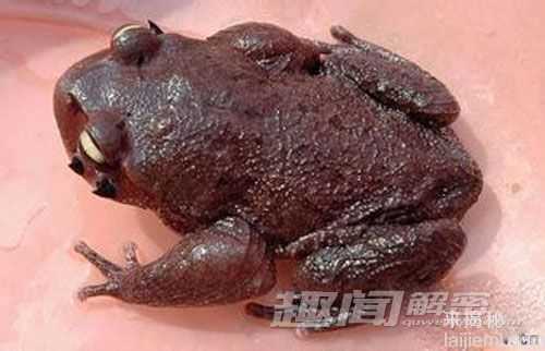解密：长相奇特的珍稀物种 崇安髭蟾98 / 作者:UFO来啦 / 帖子ID:65792