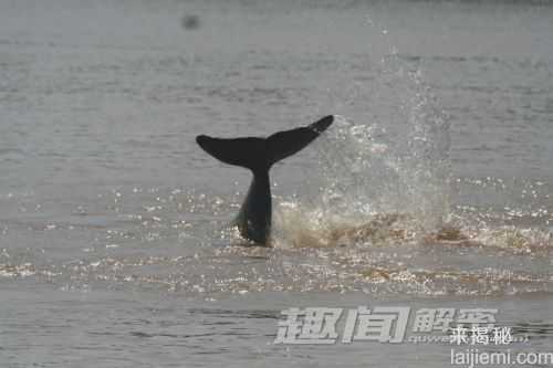 盘点：十大世界珍稀濒危野生动物733 / 作者:UFO来啦 / 帖子ID:65222