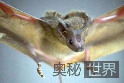 十大人类无法匹敌的动物“超能力”787 / 作者:UFO来啦 / 帖子ID:62373