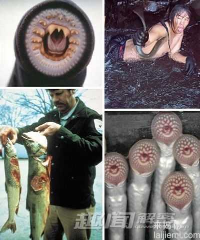 十大吸血鬼：吸血鲶鱼可钻入人体1000 / 作者:UFO来啦 / 帖子ID:62403