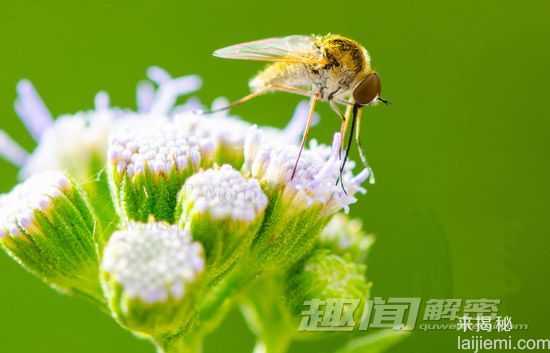 蚊子的十个事实-亚历山大帝被蚊子叮死738 / 作者:UFO来啦 / 帖子ID:65717