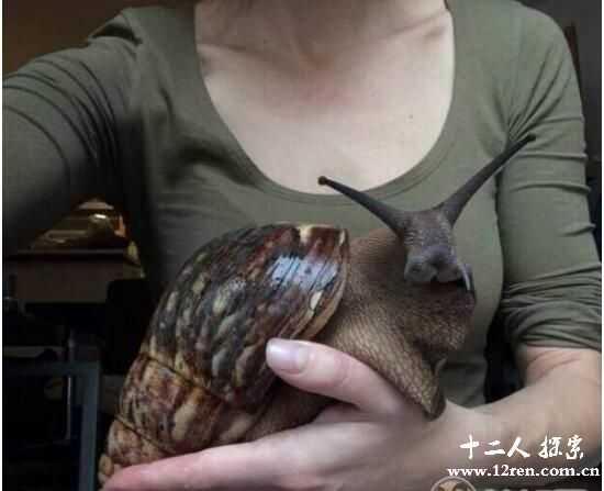 非洲大蜗牛：能吃水泥的外来入侵物种(最大有20厘米)127 / 作者:UFO爱好者 / 帖子ID:66985